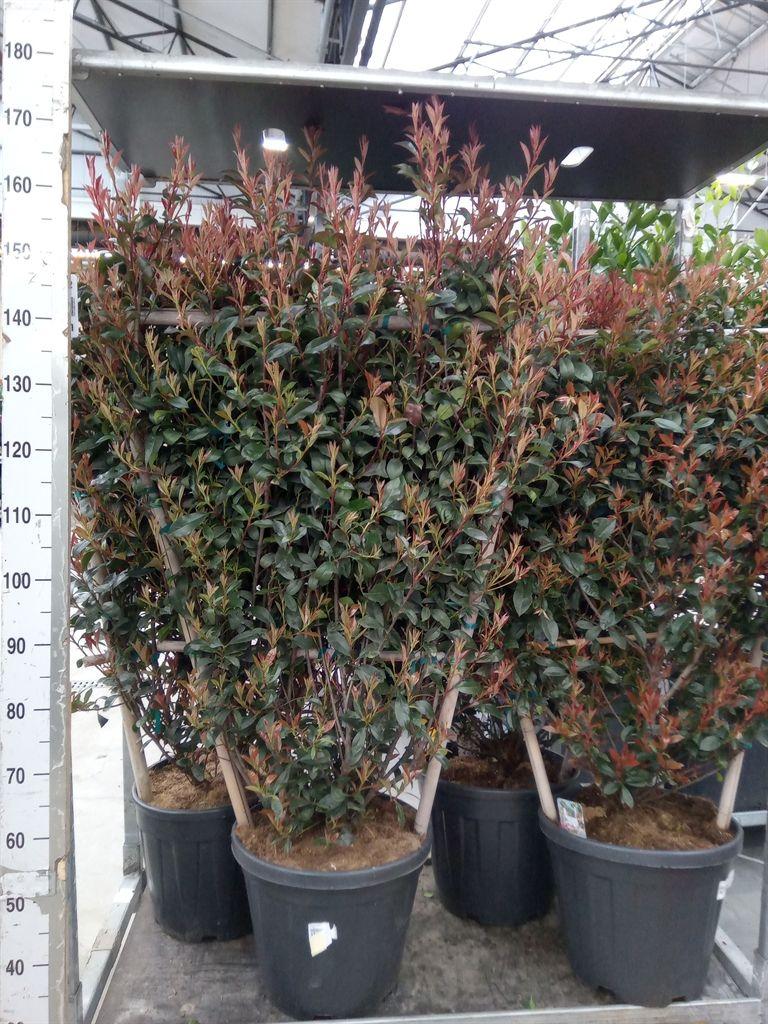 Горшечные цветы и растения оптом Photinia Fraseri от 1шт из Голландии с доставкой по России