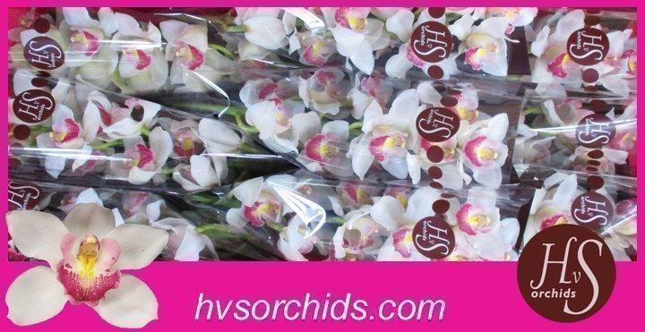 Срезанные цветы оптом Cymbidium white unique delilah от 6шт из Голландии с доставкой по России