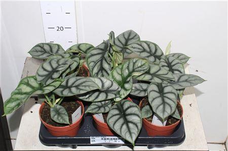 Горшечные цветы и растения оптом Aloc Silver Dragon от 6шт (для телеги) из Голландии с доставкой по России