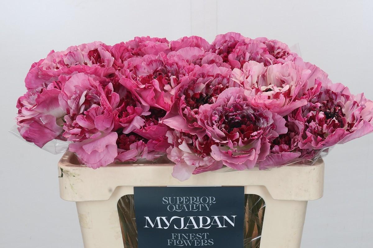 Срезанные цветы оптом Ranunculus charlotte от 50шт из Голландии с доставкой по России