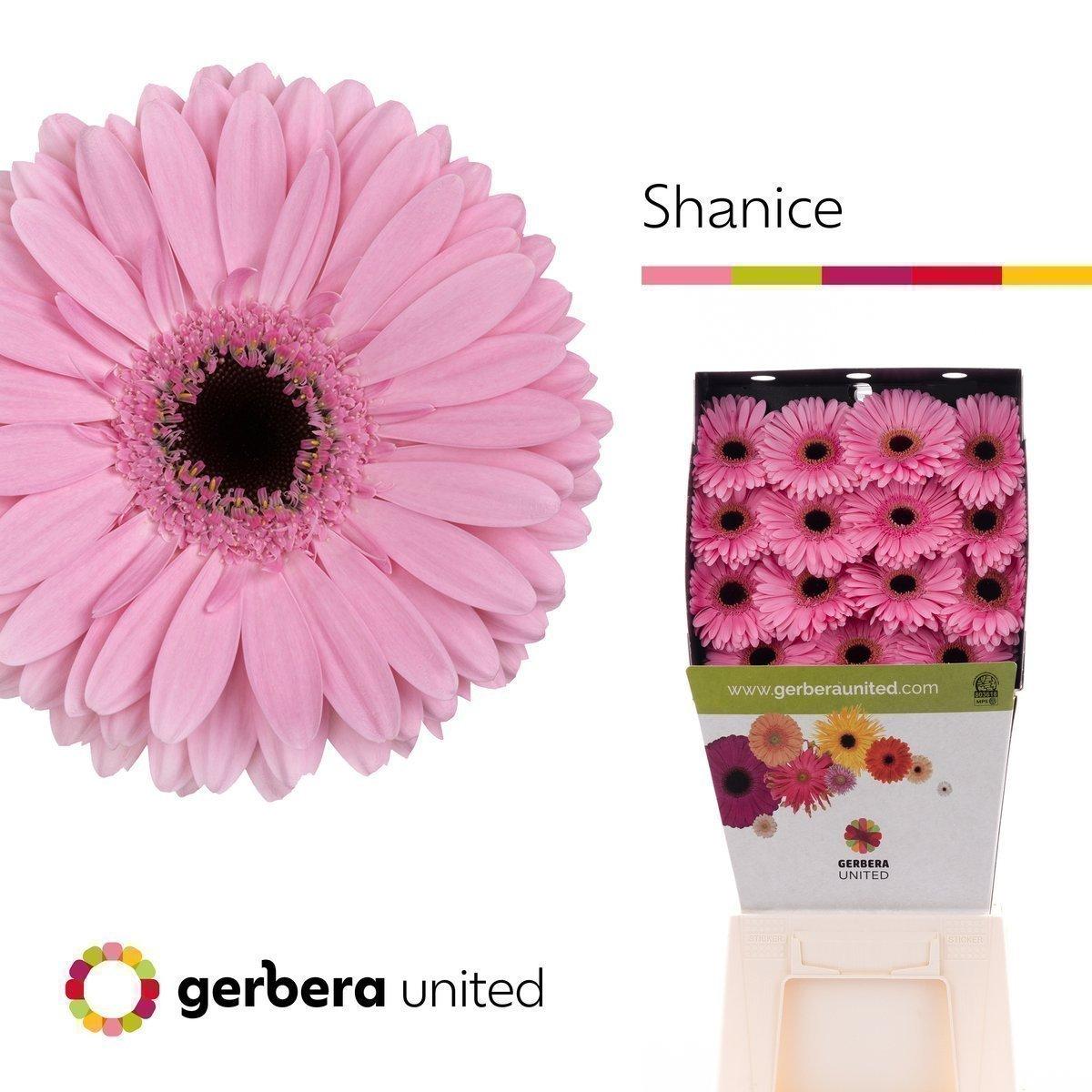 Срезанные цветы оптом Gerbera diamond shanice+ от 30шт из Голландии с доставкой по России