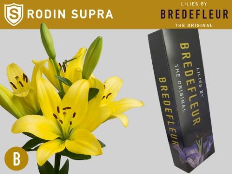 Срезанные цветы оптом Lilium la rodin от 60шт из Голландии с доставкой по России