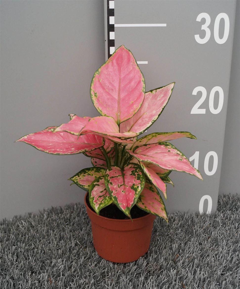 Горшечные цветы и растения оптом Aglaonema Pink от 6шт из Голландии с доставкой по России