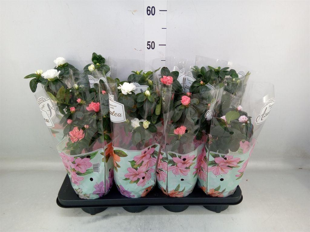 Горшечные цветы и растения оптом Rhododendron Sim.   ...mix от 8шт из Голландии с доставкой по России