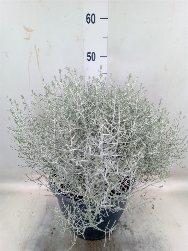 Горшечные цветы и растения оптом Leucophyta Brownii от 1шт из Голландии с доставкой по России