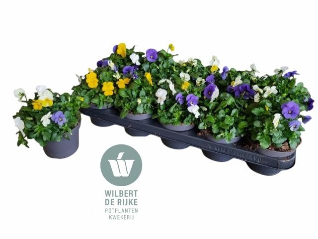 Горшечные цветы и растения оптом Vio Co Em Mm Stockho от 10шт из Голландии с доставкой по России