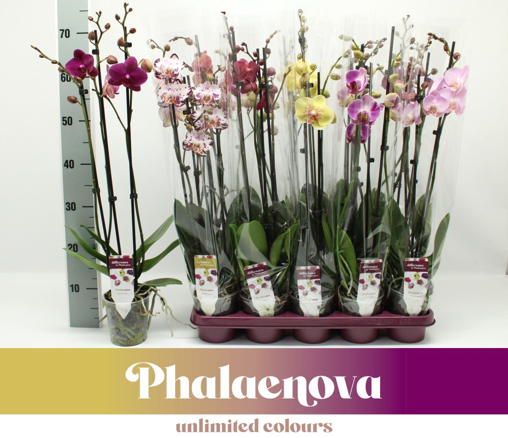Горшечные цветы и растения оптом Phal 3st Taiwan Mix 18+ (phalaenova) от 10шт из Голландии с доставкой по России