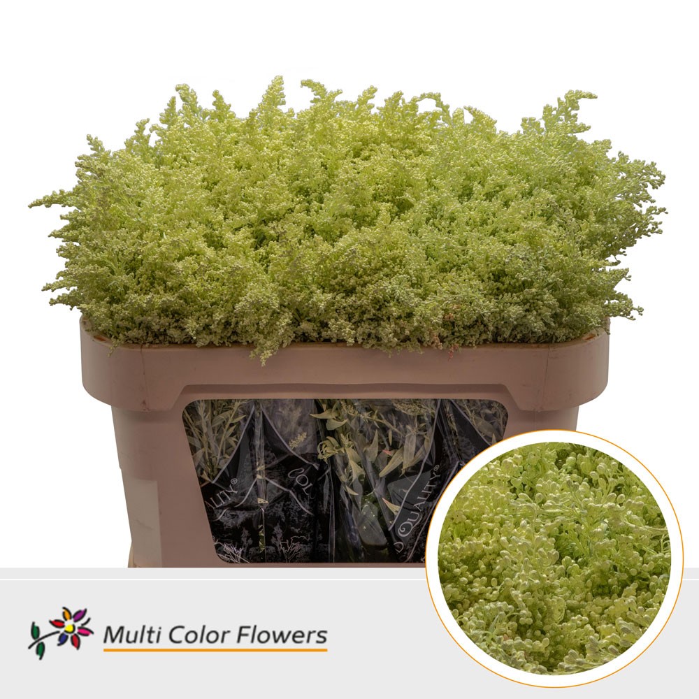 Срезанные цветы оптом Solidago paint cream от 100шт из Голландии с доставкой по России