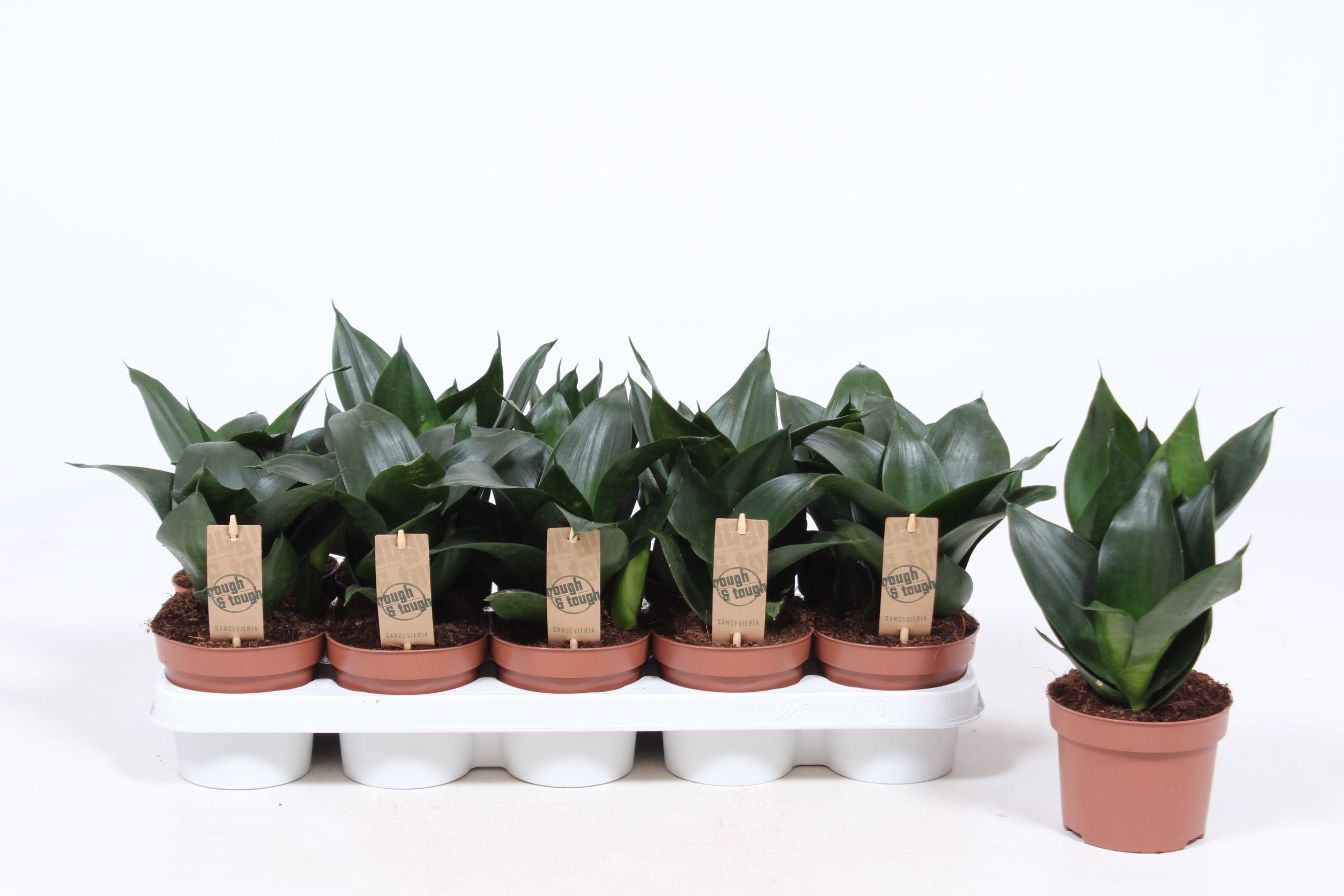 Горшечные цветы и растения оптом Sansevieria Jade Hahnii от 10шт из Голландии с доставкой по России