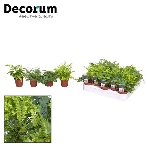 Горшечные цветы и растения оптом Fern Mix (decorum) от 20шт из Голландии с доставкой по России