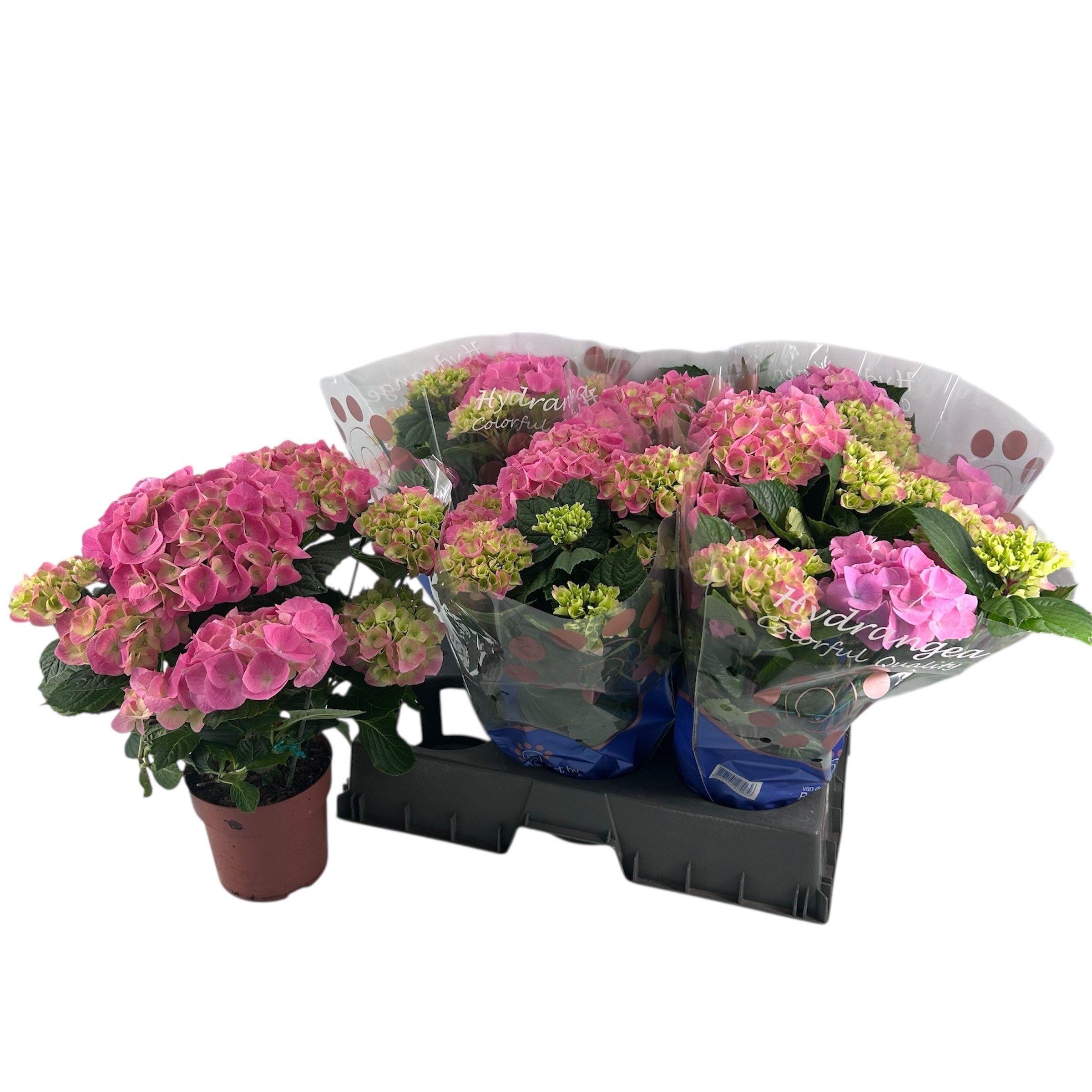 Горшечные цветы и растения оптом Hydr M Ov от 6шт из Голландии с доставкой по России