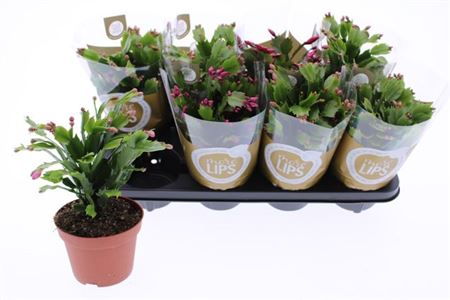 Горшечные цветы и растения оптом Schlumb Ov 55+ от 8шт из Голландии с доставкой по России