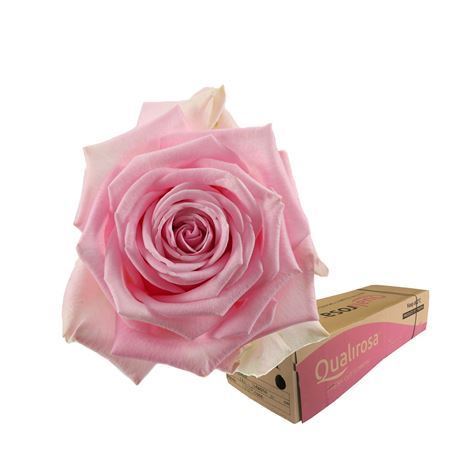 Срезанные цветы оптом Rosa large heidi от 440шт из Голландии с доставкой по России