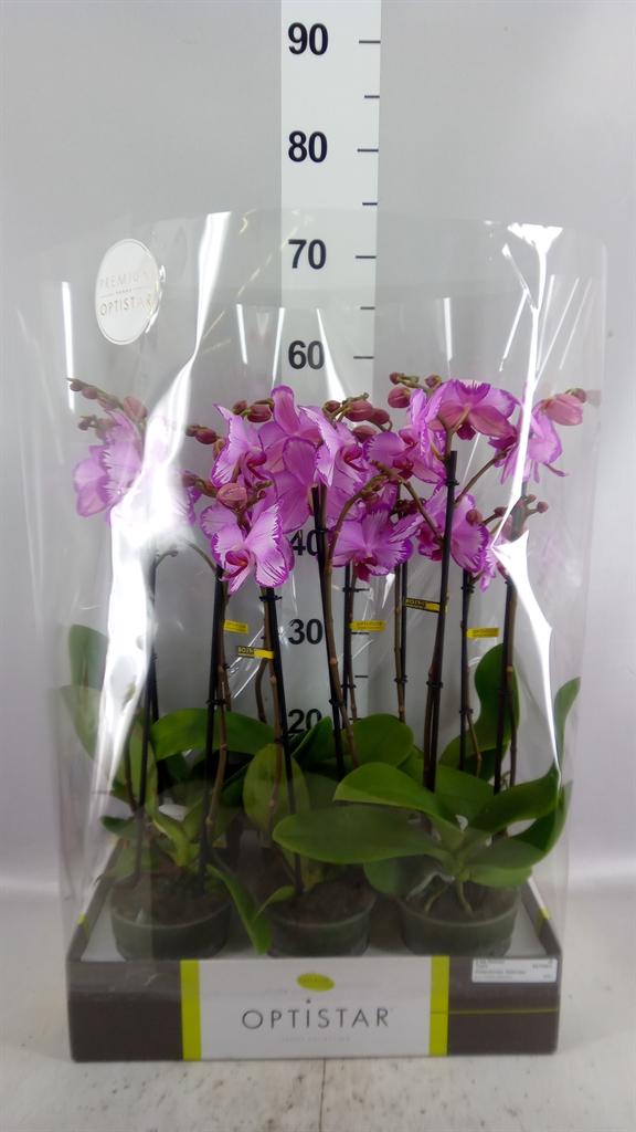 Горшечные цветы и растения оптом Phalaenopsis ...rose A от 6шт из Голландии с доставкой по России
