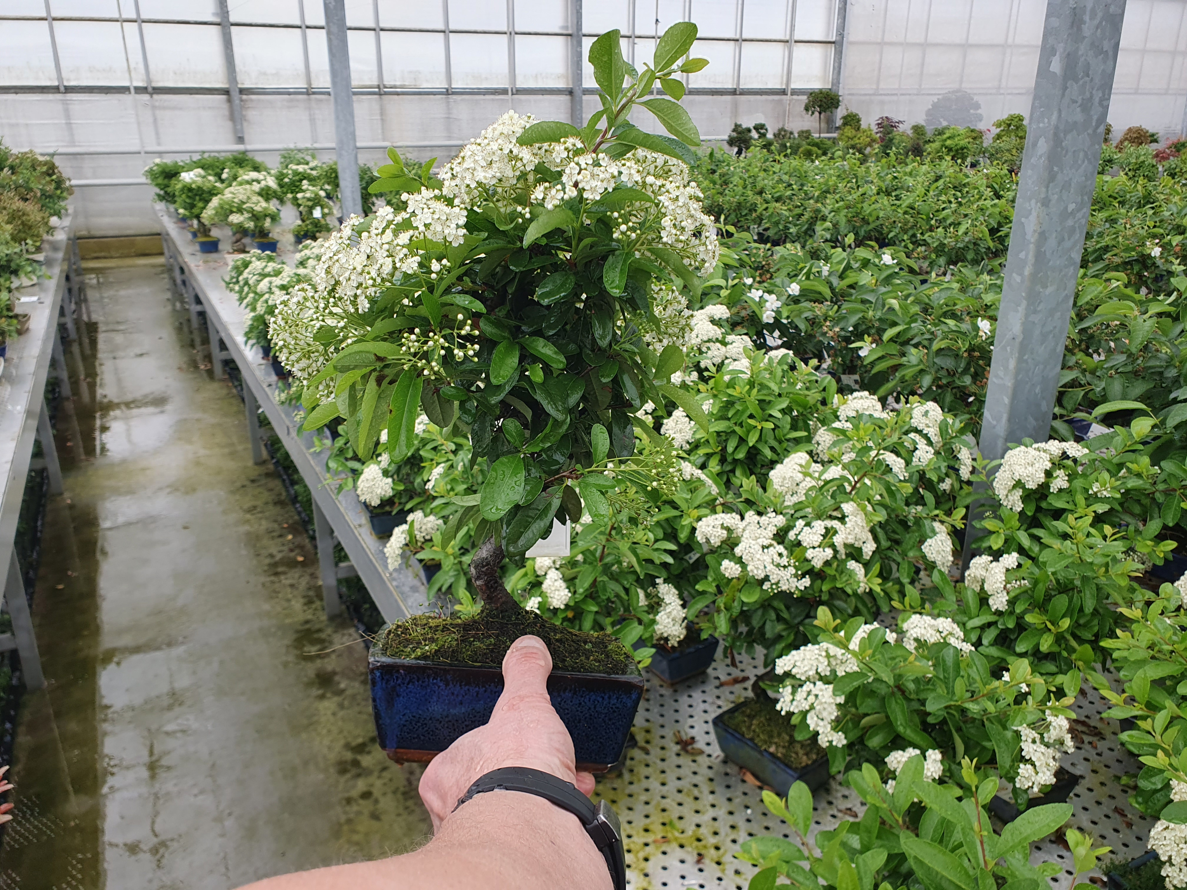 Горшечные цветы и растения оптом Pyracantha Angustifolia 15cm. от 7шт из Голландии с доставкой по России