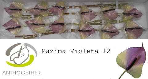 Срезанные цветы оптом Anthurium maxima violeta от 12шт из Голландии с доставкой по России