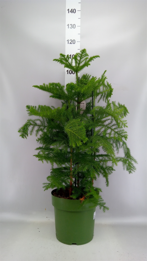 Горшечные цветы и растения оптом Araucaria Heterophylla A от 1шт из Голландии с доставкой по России