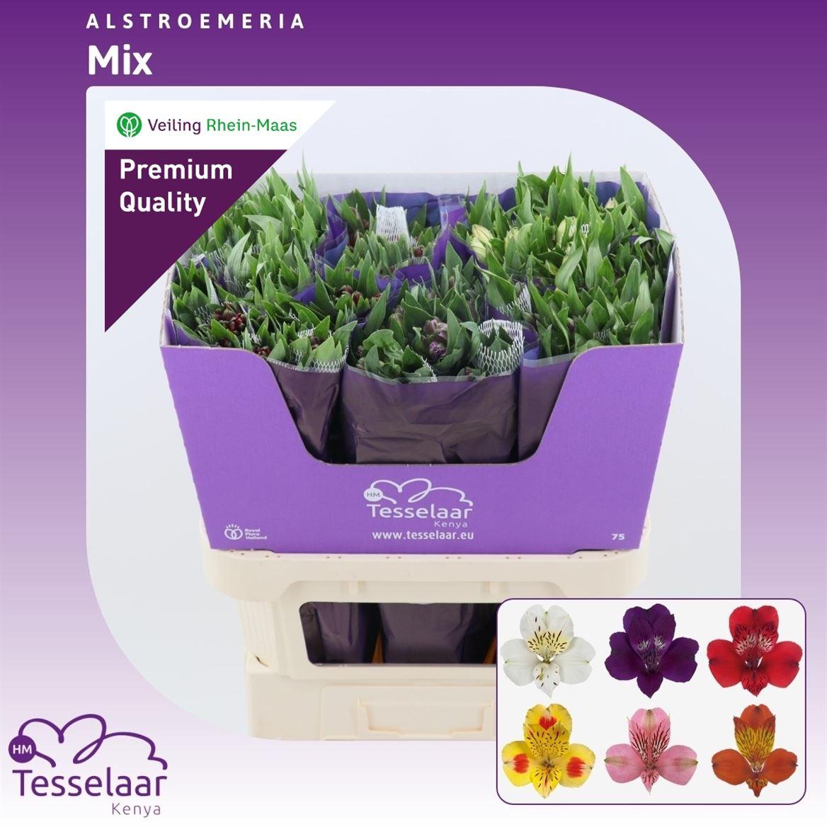 Срезанные цветы оптом Alstroemeria mix in bucket от 60шт. из Голландии с доставкой по России