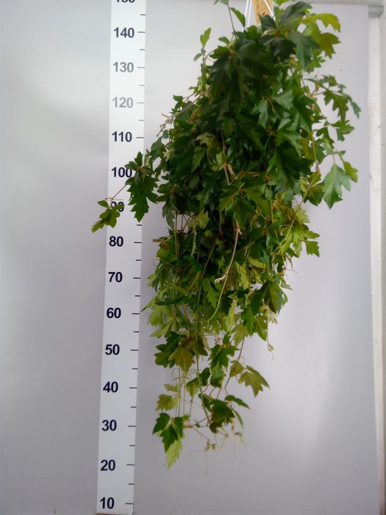 Горшечные цветы и растения оптом Cissus Rhombifolia ellen Danica от 16шт из Голландии с доставкой по России