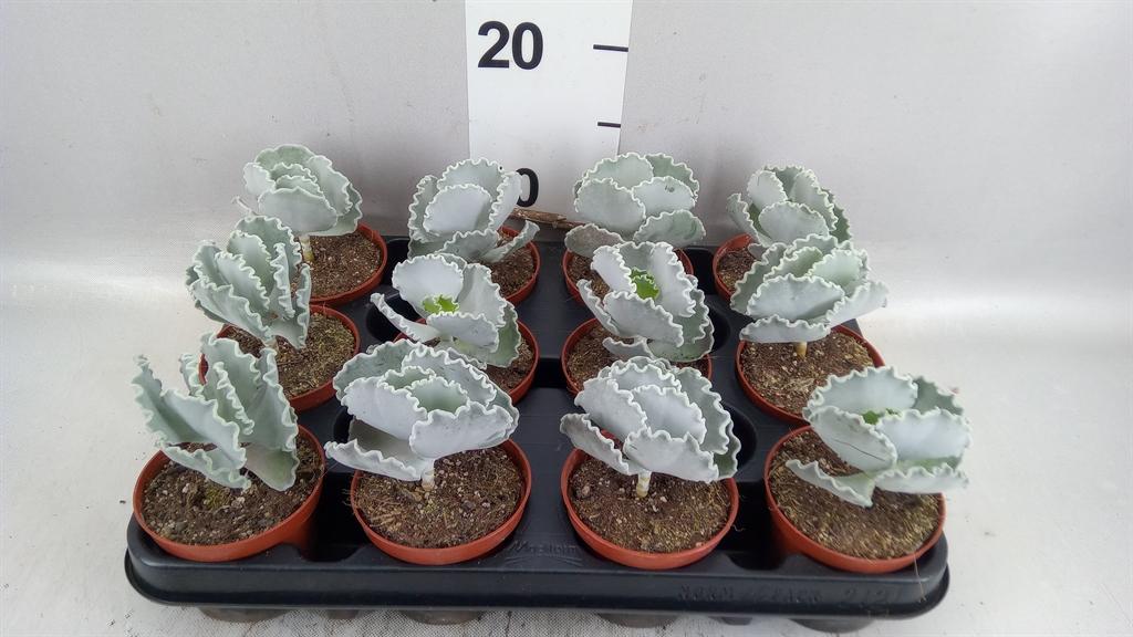 Горшечные цветы и растения оптом Cotyledon Undulata от 12шт (для телеги) из Голландии с доставкой по России