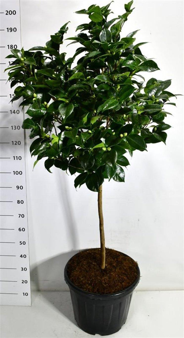 Горшечные цветы и растения оптом Camellia Jap Burnside On Stem от 1шт из Голландии с доставкой по России