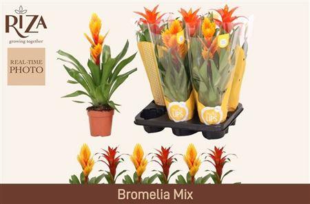 Горшечные цветы и растения оптом Bromelia Mix от 6шт из Голландии с доставкой по России