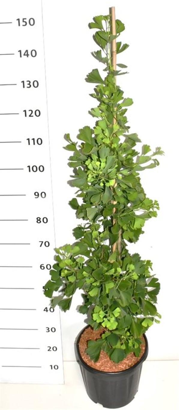 Горшечные цветы и растения оптом Ginkgo Bil Fastigiata Blagon от 1шт из Голландии с доставкой по России