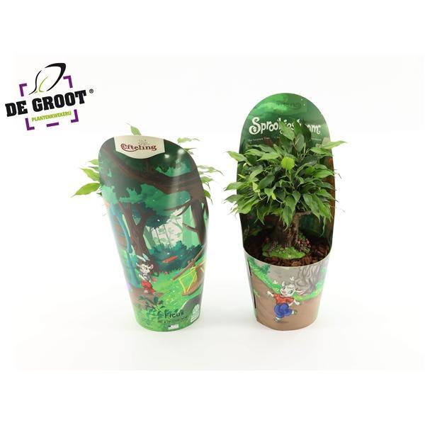 Горшечные цветы и растения оптом Ficus Be Sprookjesboom от 6шт из Голландии с доставкой по России