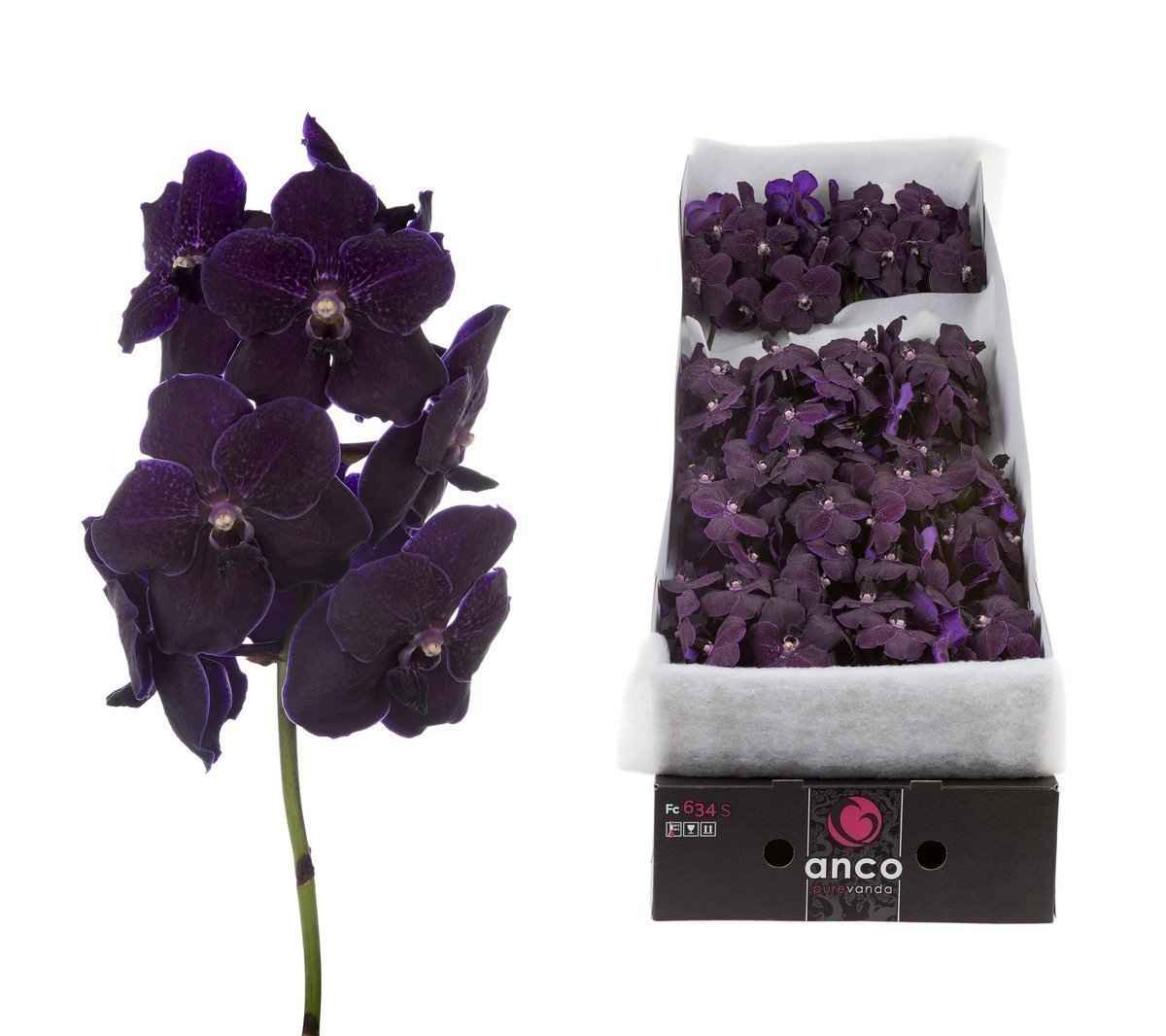 Срезанные цветы оптом Vanda nitaya velvet blackberry per stem от 8шт. из Голландии с доставкой по России