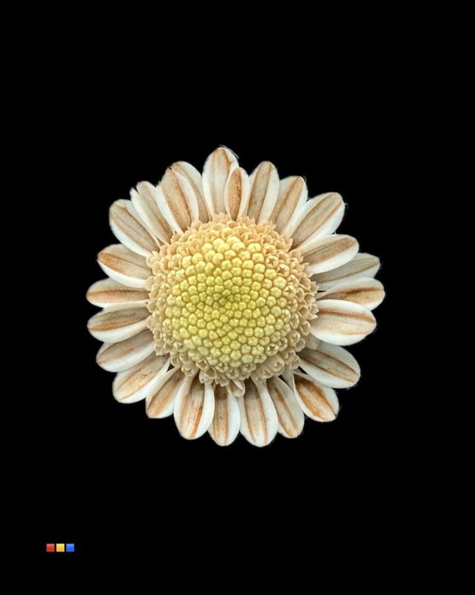 Срезанные цветы оптом Chrys sp paint stallion dusty latte от 60шт из Голландии с доставкой по России