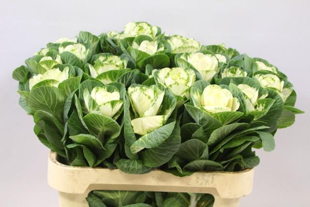 Срезанные цветы оптом Brassica white crane от 20шт из Голландии с доставкой по России