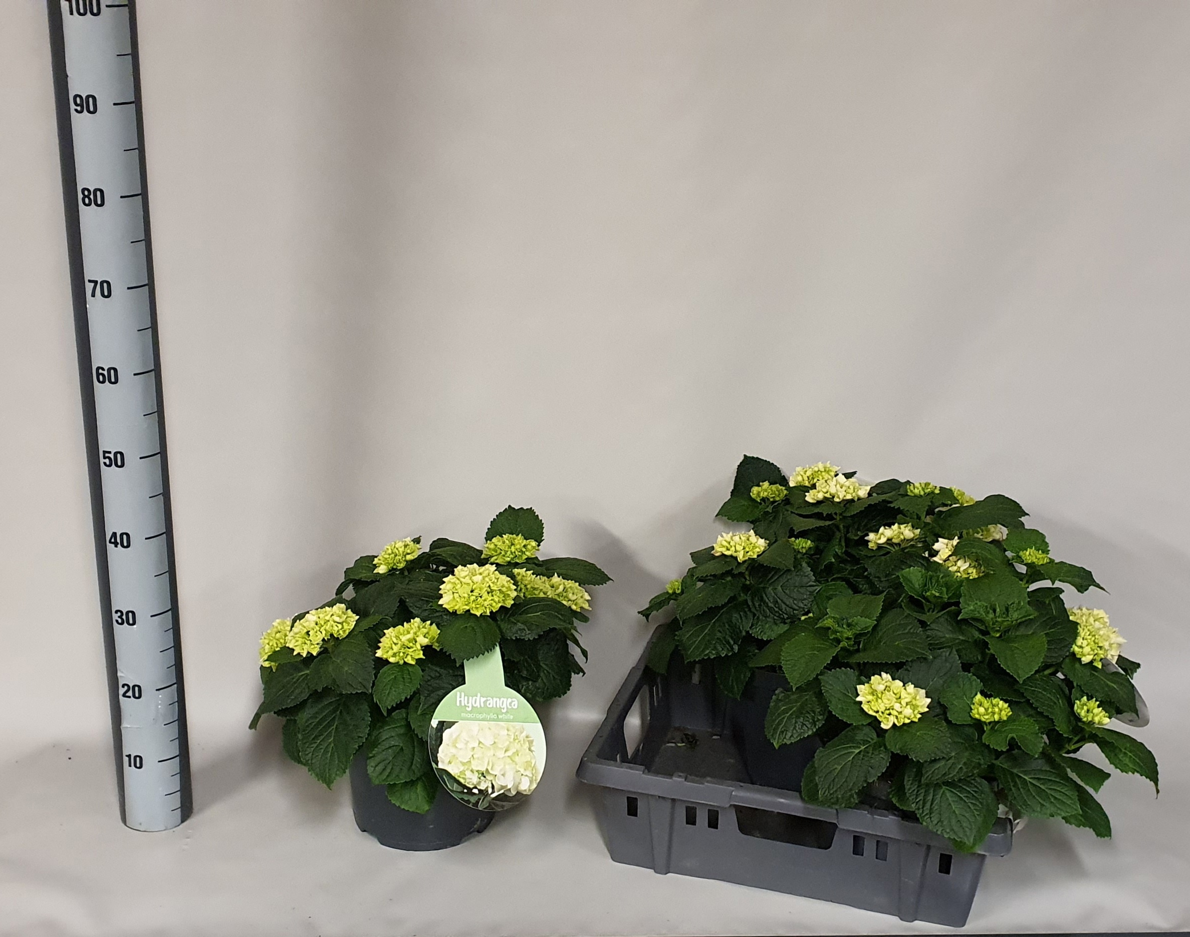 Горшечные цветы и растения оптом Hydr M Crystal Palac от 3шт из Голландии с доставкой по России