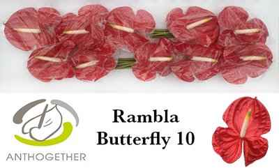 Срезанные цветы оптом Anthurium rambla butterfly от 10шт из Голландии с доставкой по России