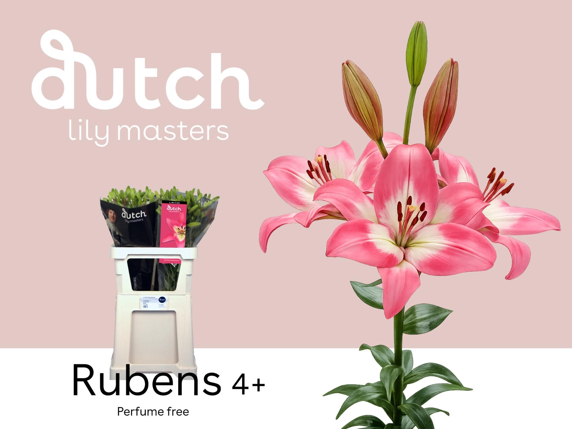 Срезанные цветы оптом Lilium la rubens от 60шт из Голландии с доставкой по России