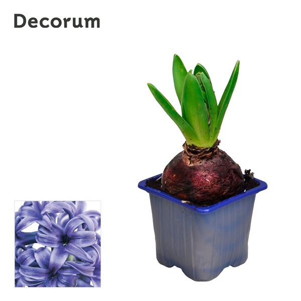 Горшечные цветы и растения оптом Hyacinthus Blue Pearl 1pp (decorum) от 24шт из Голландии с доставкой по России