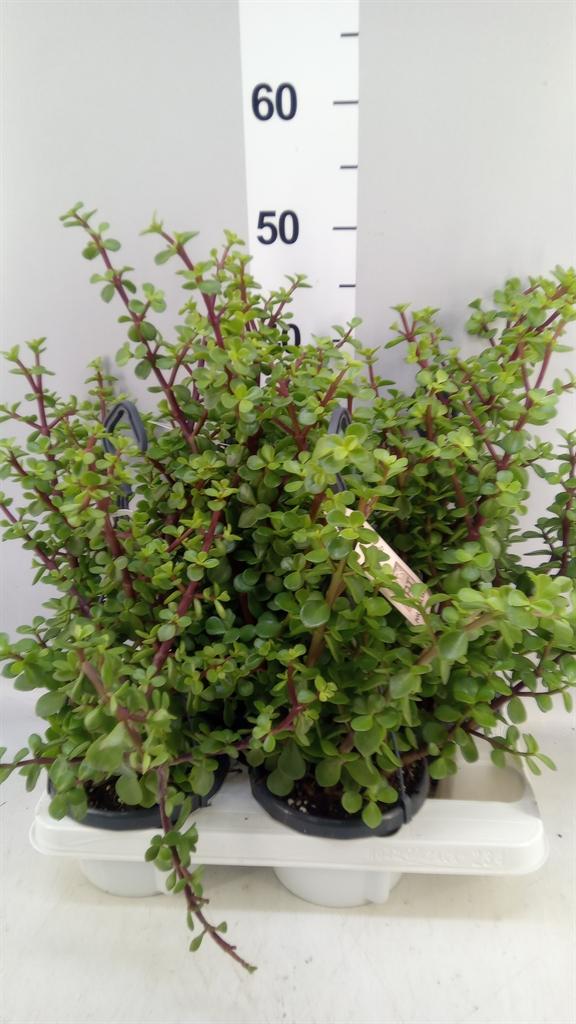 Горшечные цветы и растения оптом Portulacaria Afra от 4шт из Голландии с доставкой по России