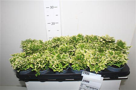 Горшечные цветы и растения оптом Selag M Jori от 18шт (для телеги) из Голландии с доставкой по России