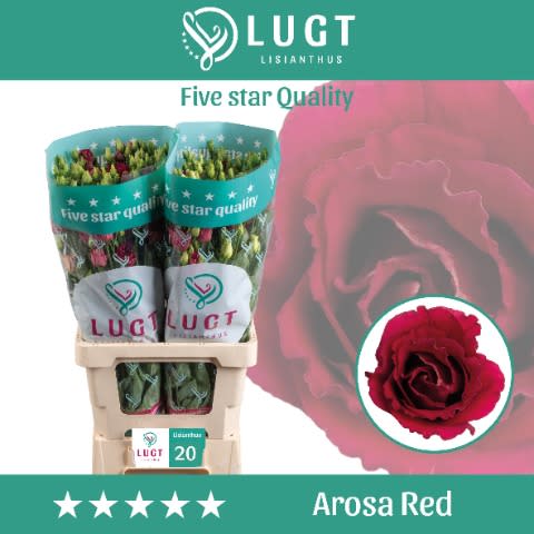 Срезанные цветы оптом Lisianthus do arosa red от 20шт из Голландии с доставкой по России
