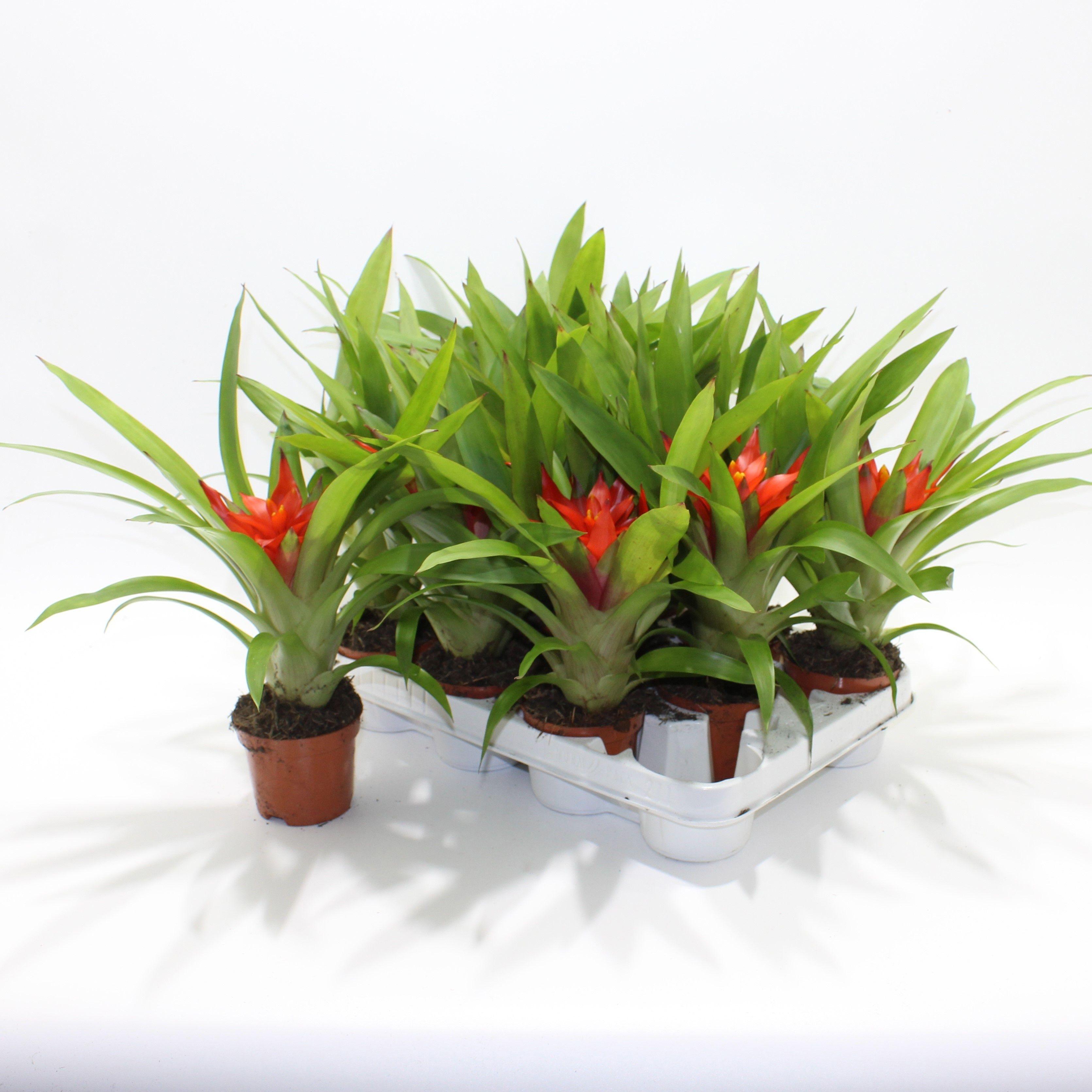 Горшечные цветы и растения оптом Guzm Glow от 11шт (для телеги) из Голландии с доставкой по России