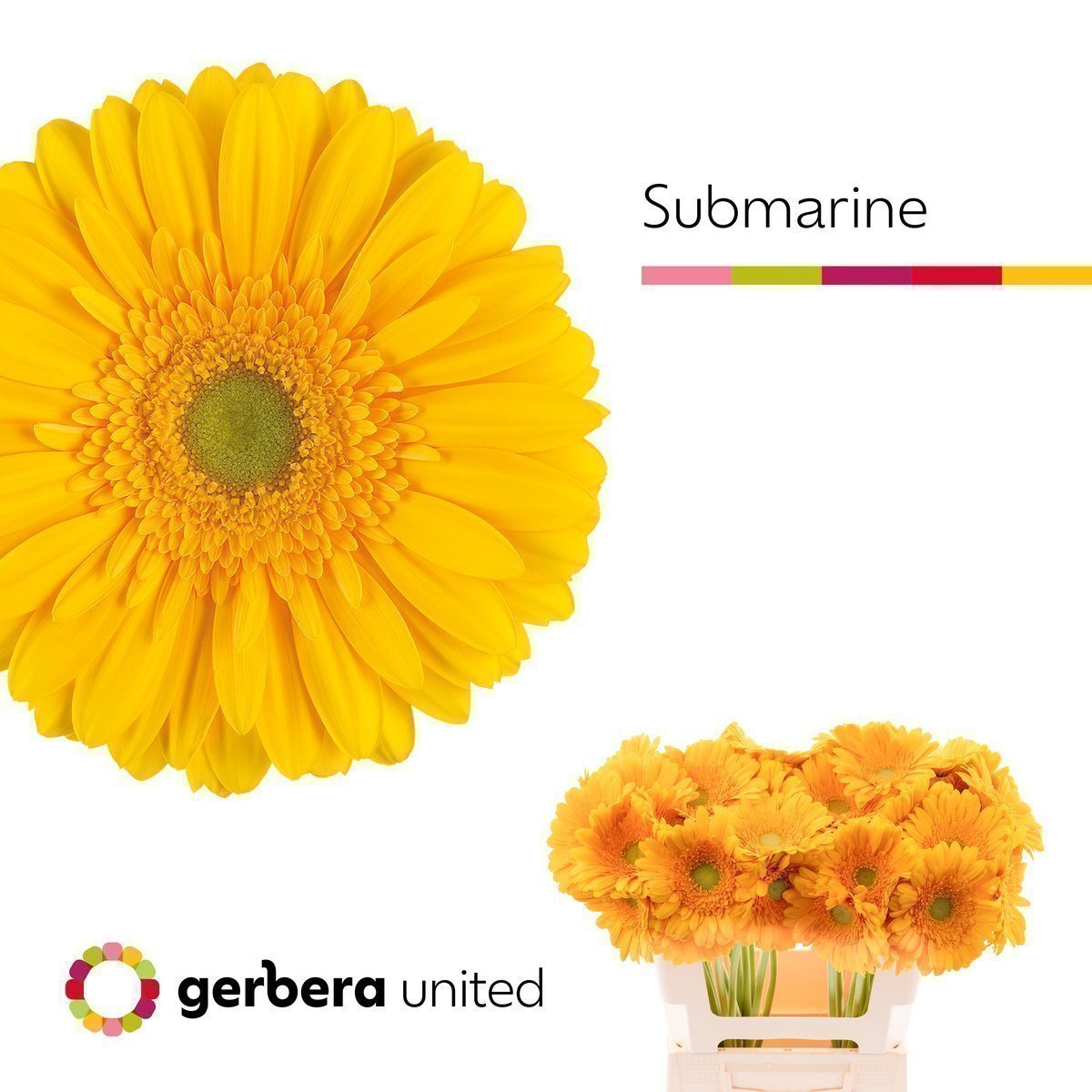 Срезанные цветы оптом Gerbera submarine от 40шт из Голландии с доставкой по России