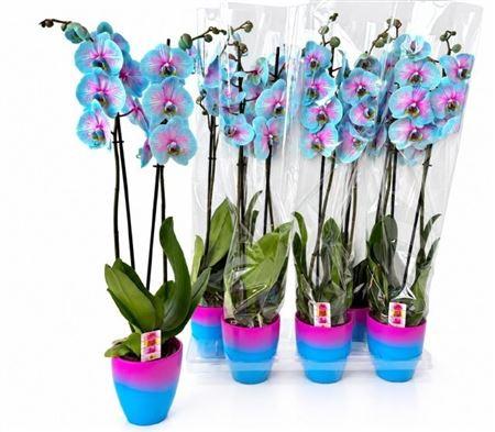 Горшечные цветы и растения оптом Phal paint 2 Branches 18+ In Deco Keramiek Pot от 6шт из Голландии с доставкой по России