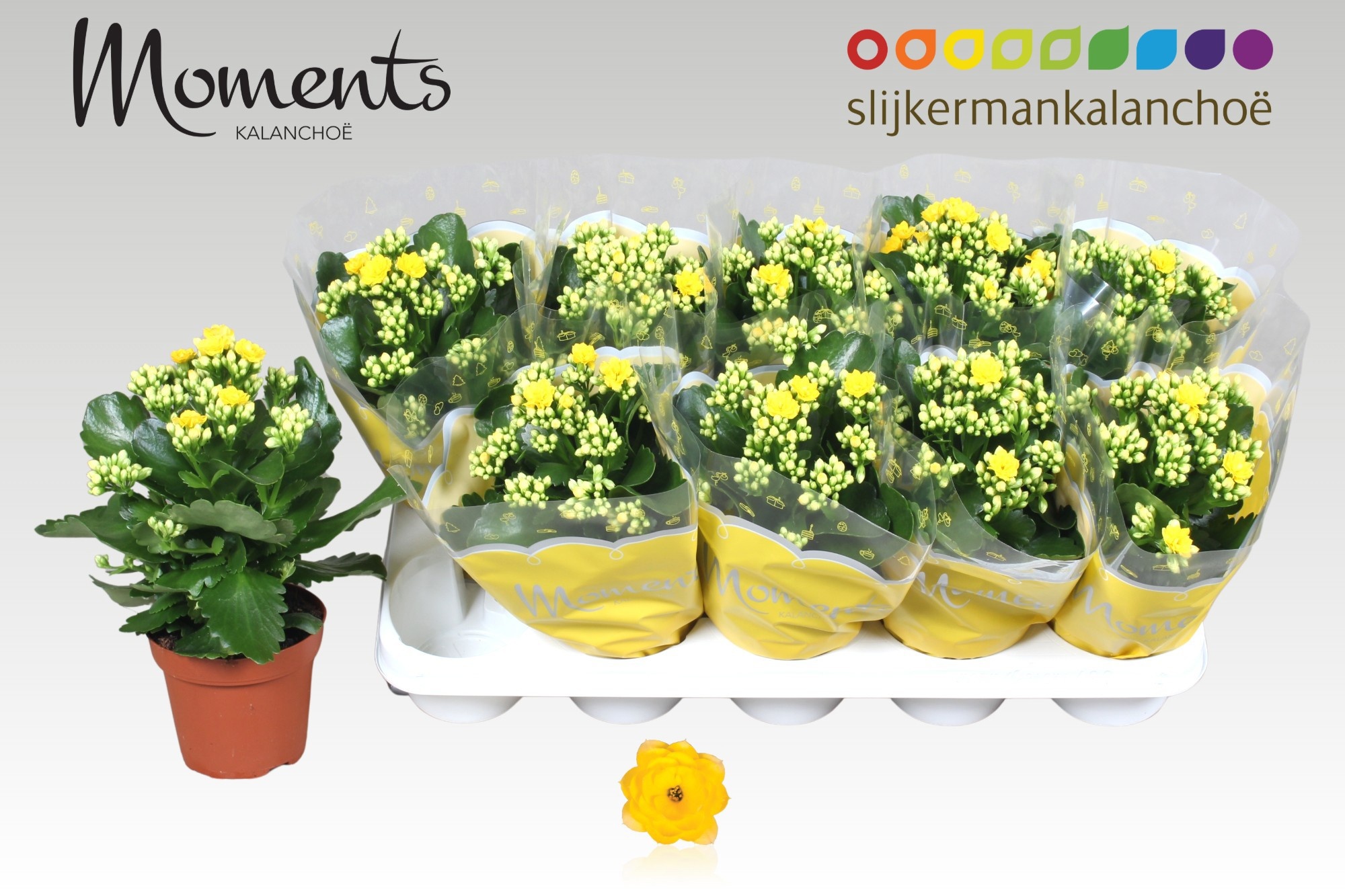 Горшечные цветы и растения оптом Kal Ge Sfinx Yellow от 10шт из Голландии с доставкой по России