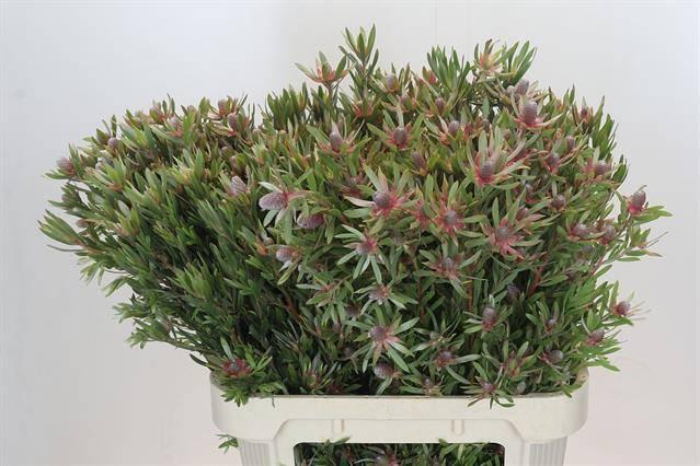 Срезанные цветы оптом Leucadendron ayoba star pearl от 50шт из Голландии с доставкой по России