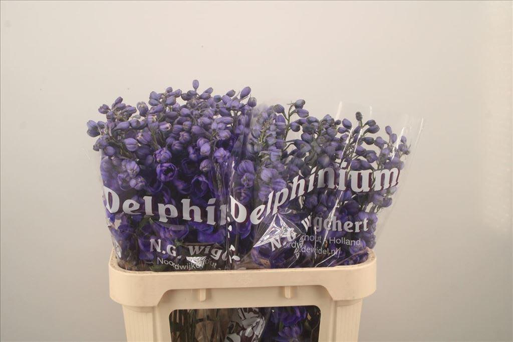 Срезанные цветы оптом Delphinium el du dewi purple smile от 30шт из Голландии с доставкой по России