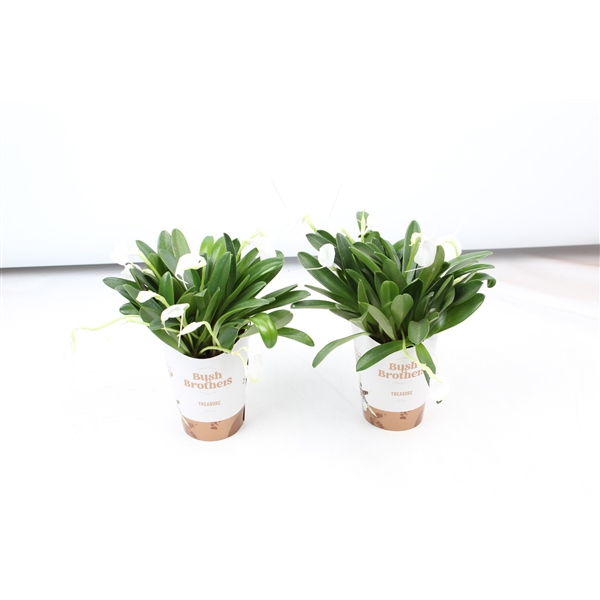 Горшечные цветы и растения оптом Masdevallia Tovarensis от 12шт (для телеги) из Голландии с доставкой по России