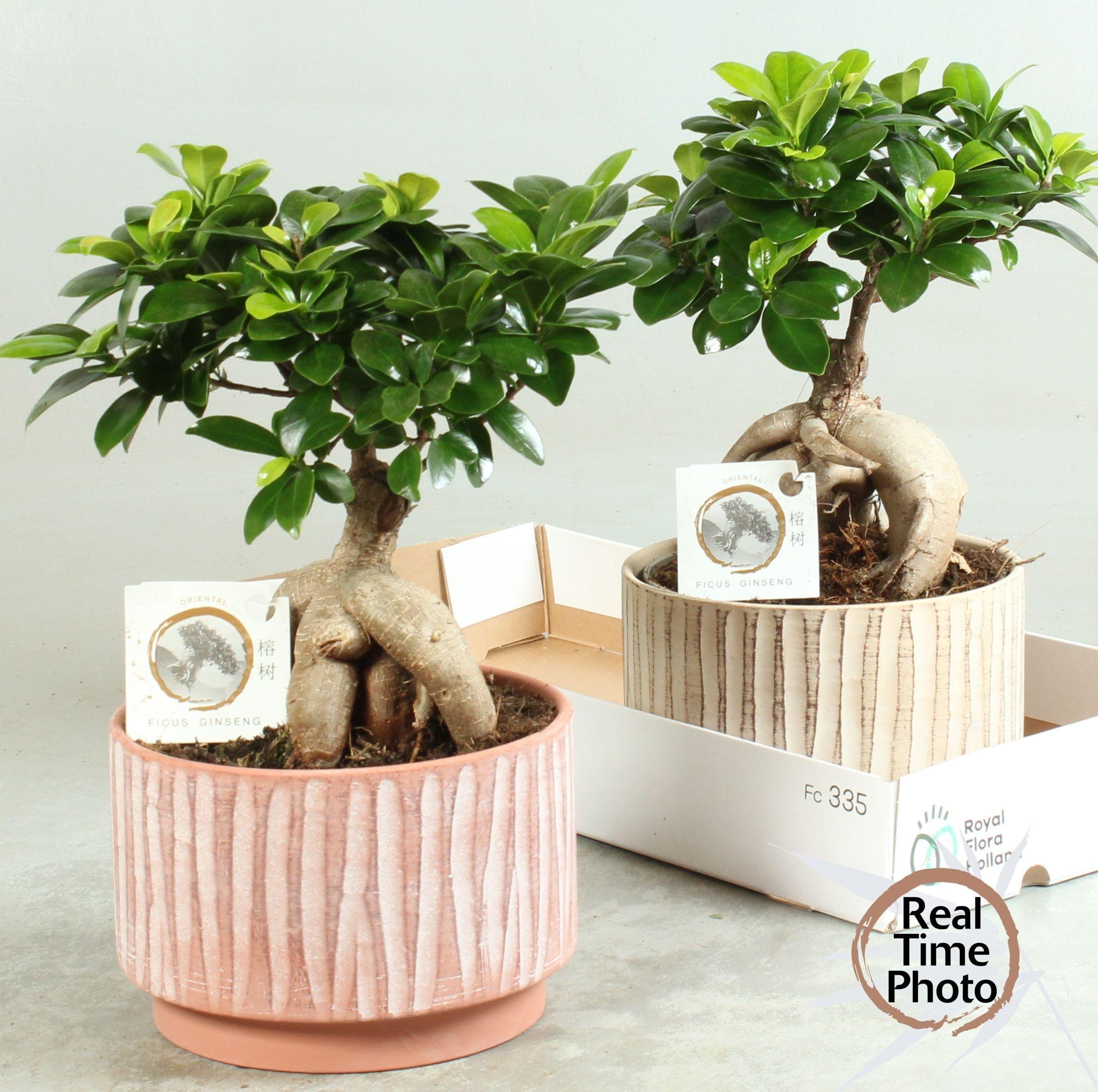 Горшечные цветы и растения оптом Fic Mi Ginseng от 2шт из Голландии с доставкой по России