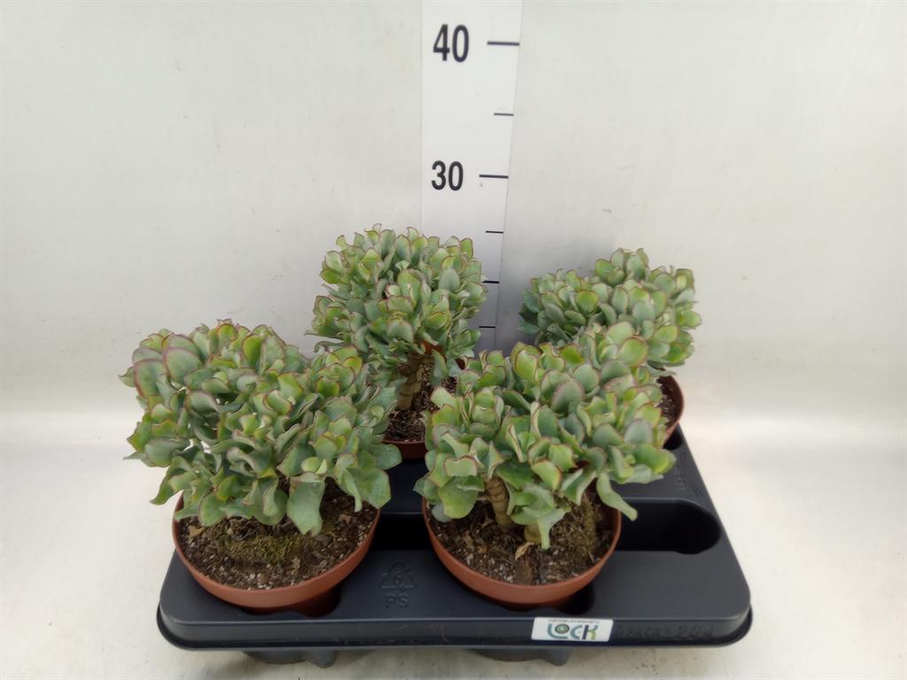 Горшечные цветы и растения оптом Crassula Arborescens Subsp. Undilat от 4шт из Голландии с доставкой по России