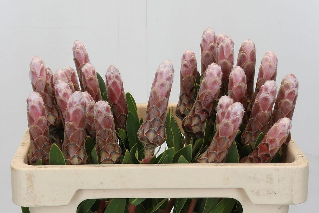 Срезанные цветы оптом Protea ivy от 30шт из Голландии с доставкой по России