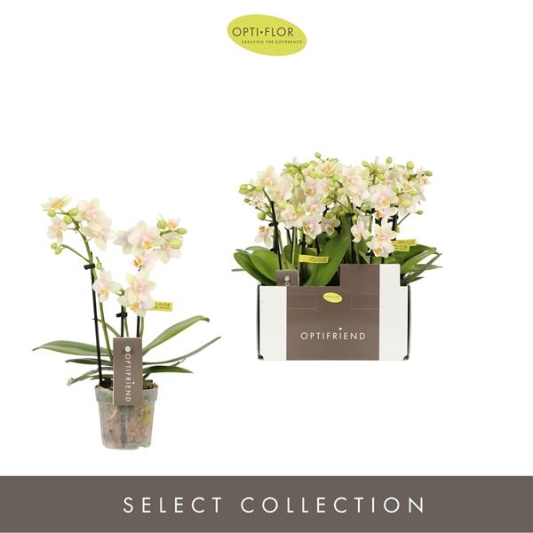 Горшечные цветы и растения оптом Phal 3st Optifriend Sara (opti) от 8шт (для телеги) из Голландии с доставкой по России