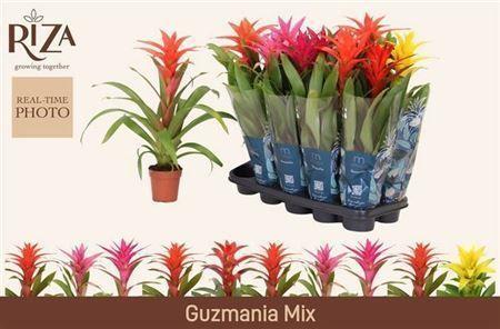Горшечные цветы и растения оптом Guzmania Mix от 10шт из Голландии с доставкой по России